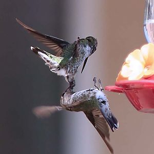 Hummingbirds