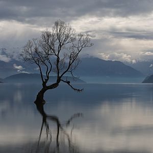 Wanaka Tree