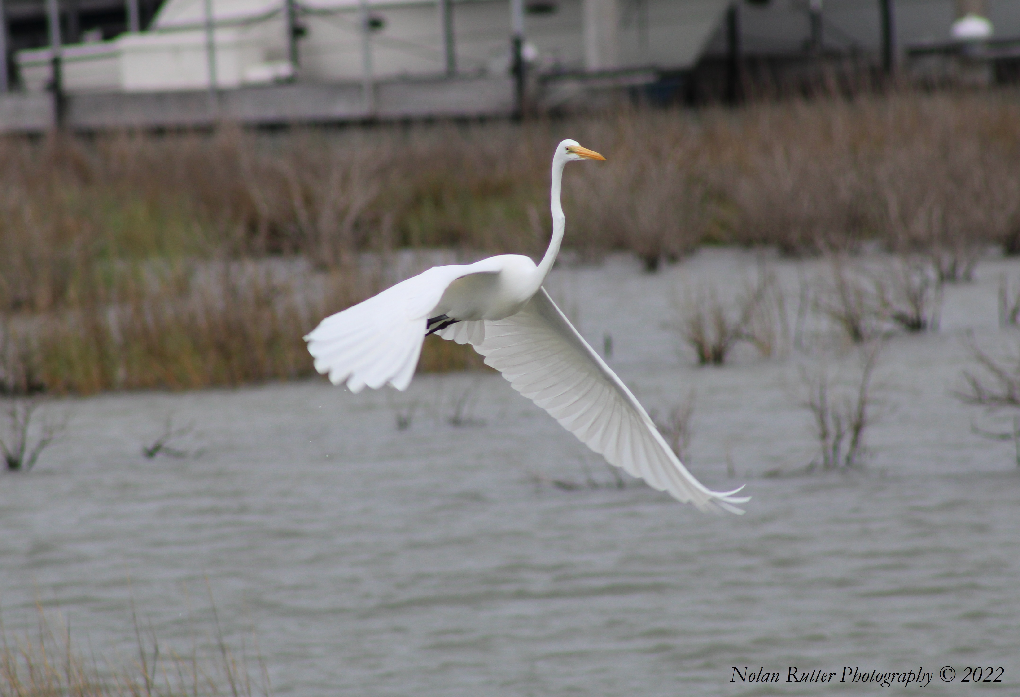 great egret pic 7