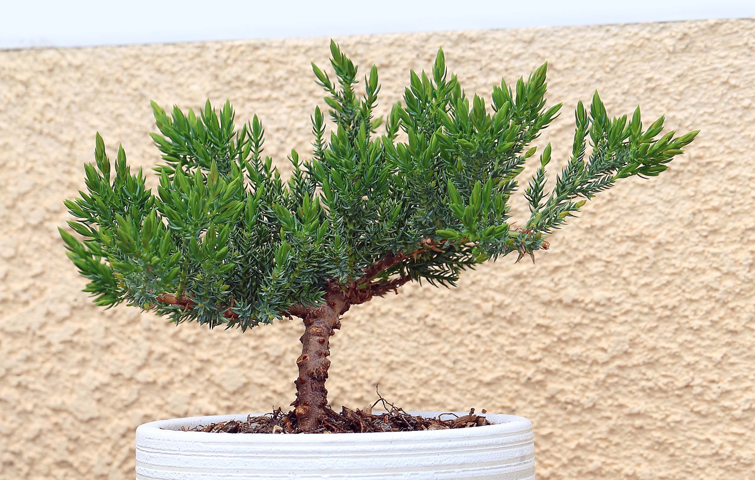 Juniper Bonsai Canon Forums