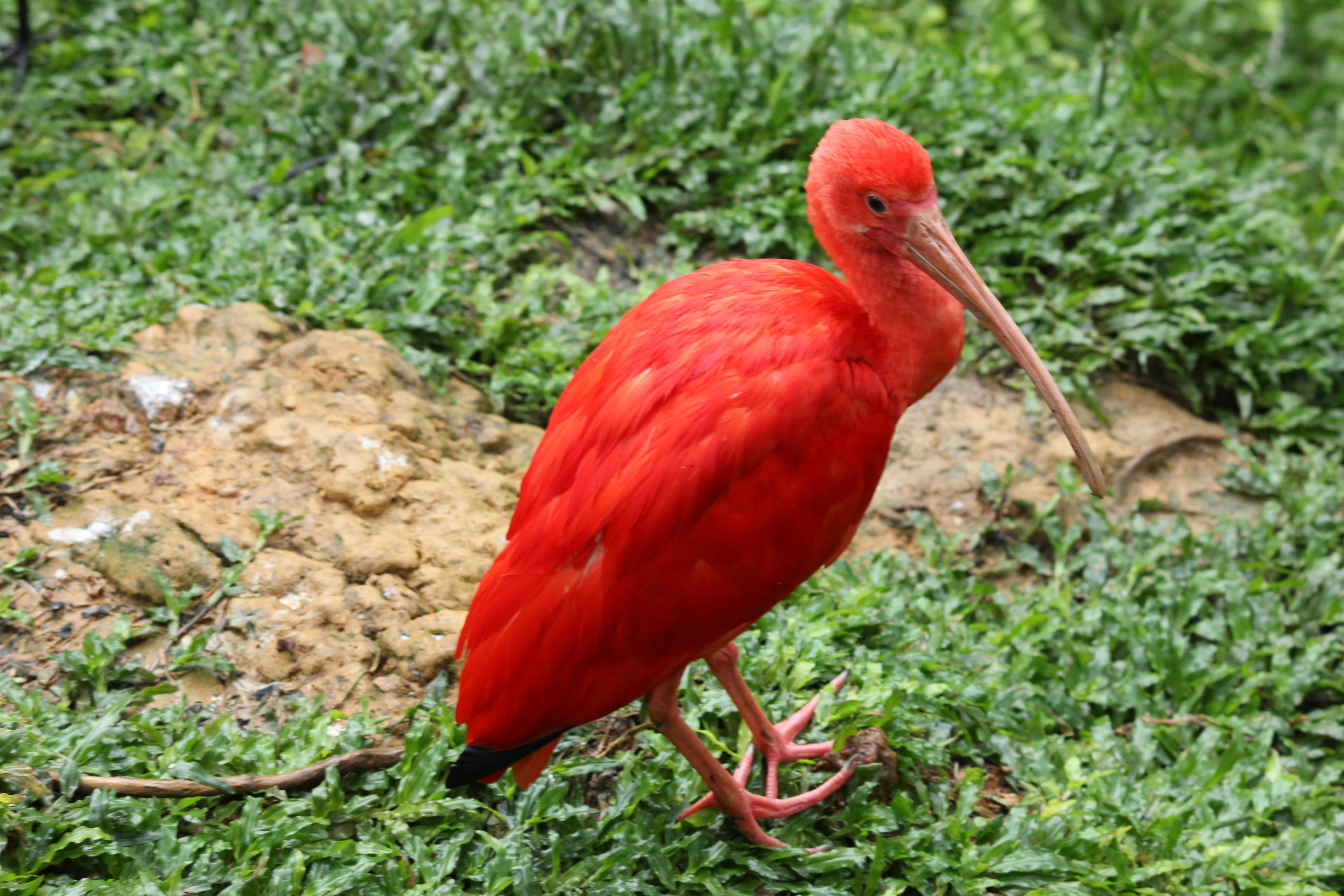 Red Ibis IMG_3275 | Canon Forums